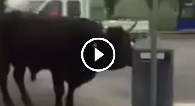 Roma: Un toro gira libero vicino alla fermata del bus