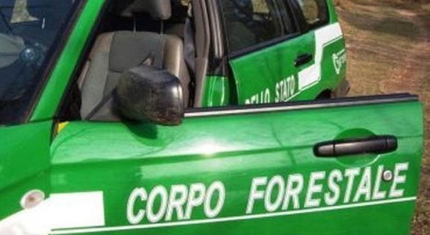 Roccarainola, forestali individuano stalla illegale: sequestro e denuncia