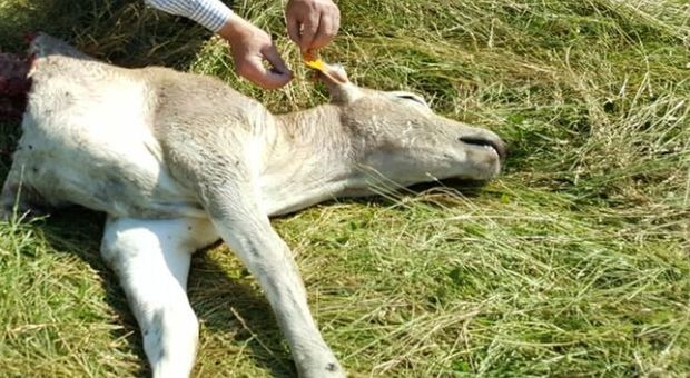 Carcassa di vitello avvelenata nel parco Taburno: esca per lupi