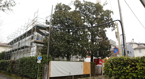 Una magnolia sopravvissuta in via Ramusio a Treviso. Un abete di 12 metri è stato invece tagliato (foto Giulio Cossu - Nuove Tecniche)