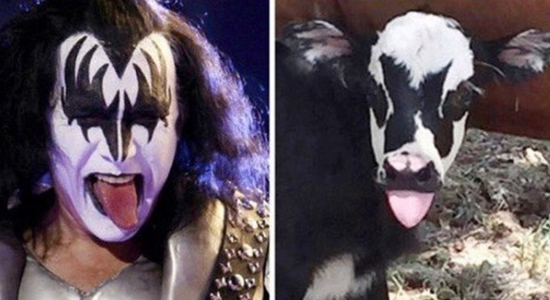 Texas, il vitello assomiglia al fondatore dei Kiss: «Lo abbiamo chiamato Gene come Simmons»