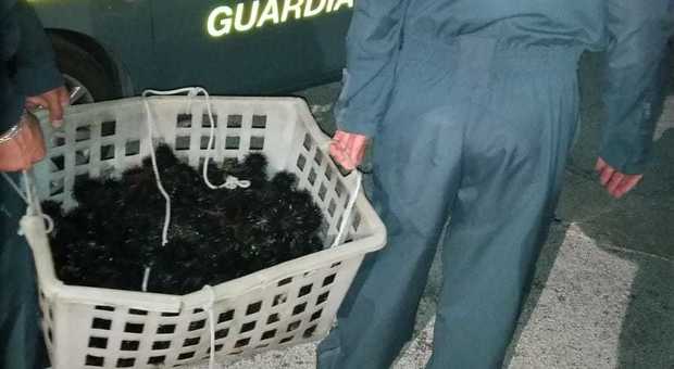Ancona, dalla Puglia per razziare i ricci di mare: maxi multa e sequestri