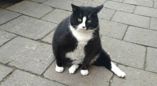 Gacek, il gatto icona della città: i turisti vogliono vedere solo lui. E gli lasciano anche le recensioni