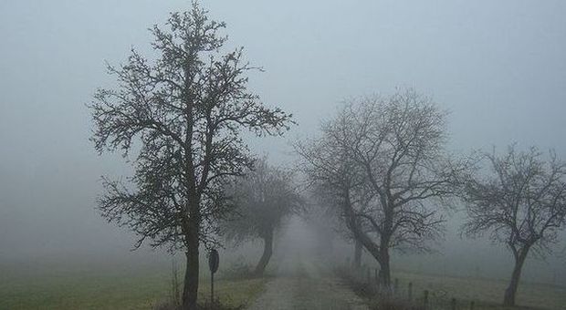 Giallo a Corciano: due vitelli inghiottiti dalla nebbia