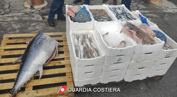 Sequestrati 600 chili di pesce, multe per 32mila euro
