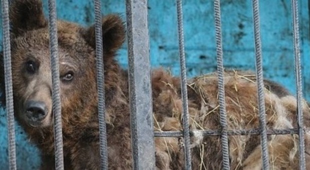 Miliardario apre uno zoo ma poi si stufa: gli animali abbandonati nelle gabbie