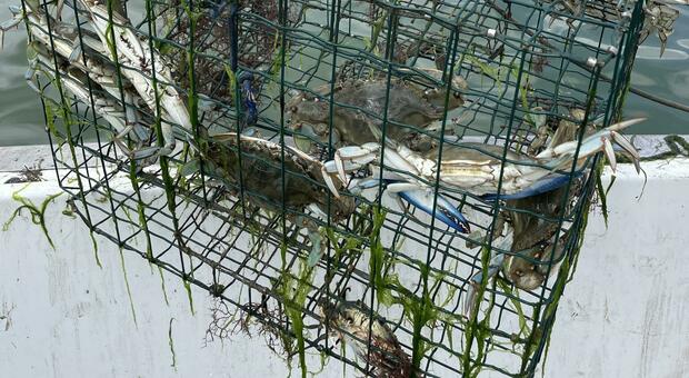 Granchio blu, a rischio le licenze di pesca: quel meccanismo burocratico letale