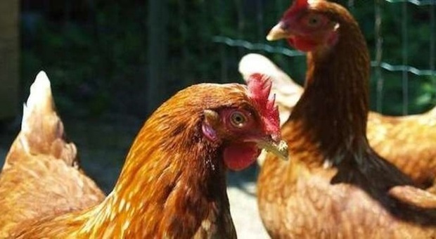 Dopo il colpo i ladri affamati entrano nel pollaio e arrostiscono le galline