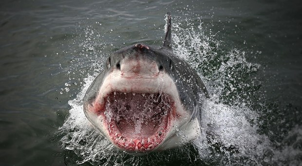 Lo squalo azzurro catturato accidentalmente nelle acque del Cilento. (immagini pubblicate su Fb da Il Giornale del Cilento)