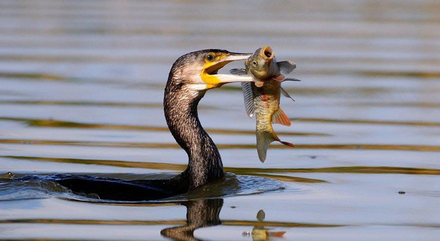 Un cormorano a pesca