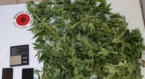 La polizia trova piante di marijuana in casa e droga per lo spaccio