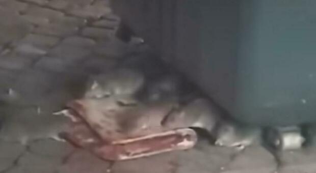 Una colonia di topi banchetta con una pizza rossa a due passi dal Vaticano: «Almeno loro non sprecano il cibo»