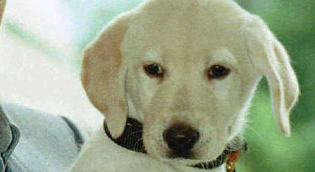 I vigili del fuoco donano un cucciolo di Labrador a un bimbo disabile di tre anni e mezzo