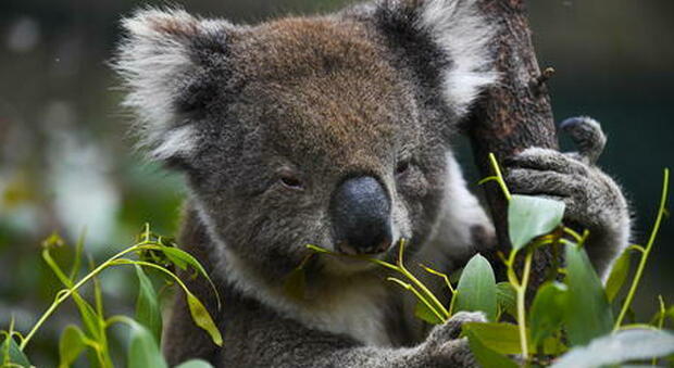 Australia, i koala ora sono a rischio estinzione: in 4 anni ridotti del 30% per colpa di incendi e siccità
