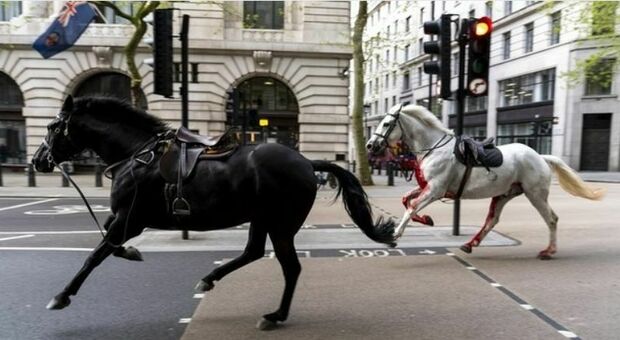 Londra, cavalli di Buckingham Palace scappano dalla scuderia e seminano il panico in centro: 5 feriti