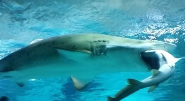 Lo squalo femmina mangia maschio all'acquario