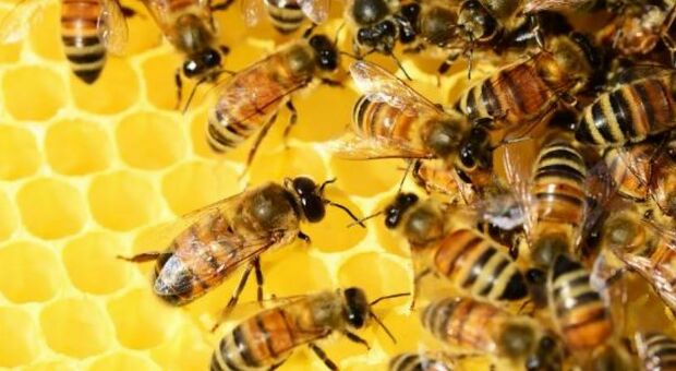 Le api al servizio dell’ambiente: sentinelle della crisi climatica