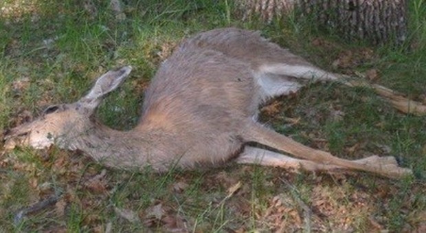 Uccidono un capriolo e minacciano passante che li riprende: cacciatori denunciati