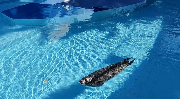 Zoo di Napoli, arriva la foca Selma: farà compagnia a Halos
