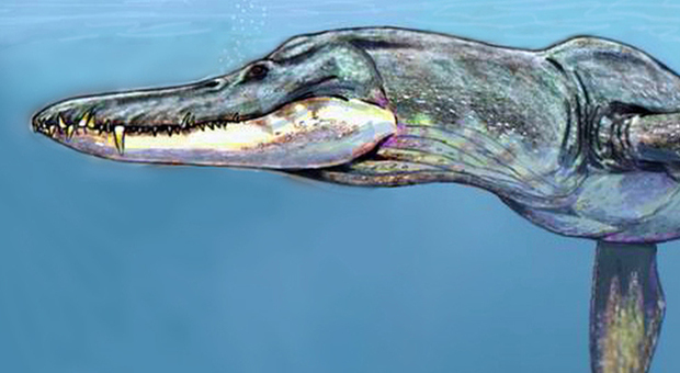 Mostro marino fossile scoperto in Polonia: nuotava nelle lagune tropicali e divorava T-Rex
