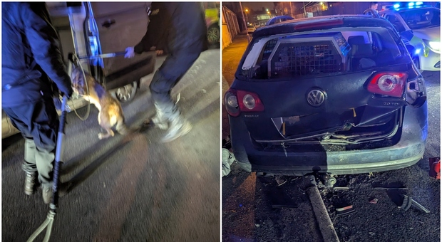 immagine Cane trovato congelato nel bagagliaio della macchina: il padrone ha avuto un incidente stradale e lo ha lasciato lì
