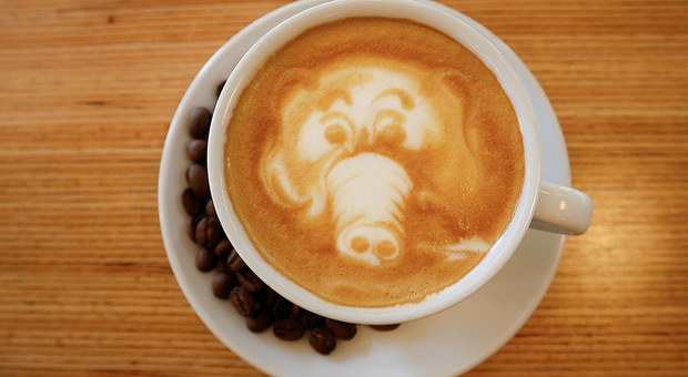 Orsetti, elefantini e cigni ma nel cappuccino: tutti i segreti della latte art per un buongiorno col sorriso