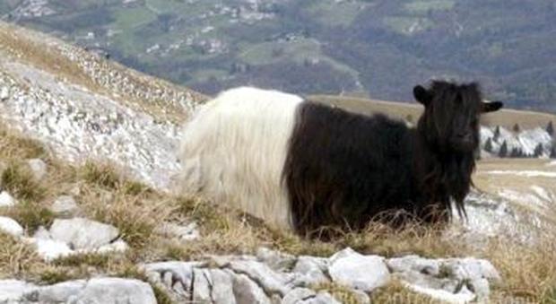 La capra solitaria sul monte Serva trova casa nella malga