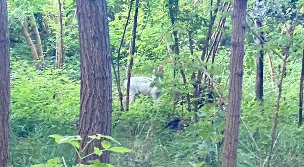 L'esemplare di daino albino fotografato sul Montello da un podista di Paese