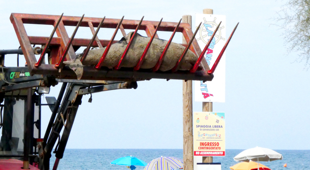 Delfino trovato senza vita sulla spiaggia del Lido: mistero sulle cause della morte