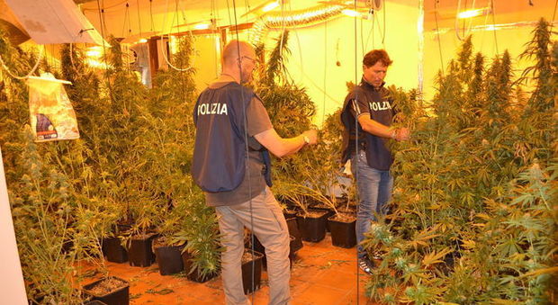Frascati, stanze trasformate in serre per la marijuana: arrestato la mente della "villa della droga"