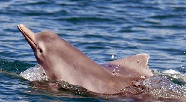 Un esemplare di delfino Sousa, la stessa specie di Amity (foto Ansa)