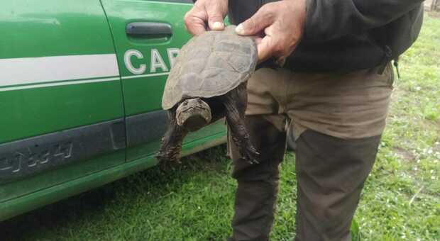 La tartaruga azzannatrice catturata oggi tra Capena e Morlupo