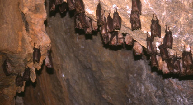 Campi flegrei, il Parco Archeologico rassicura gli animalisti: «Lavori ecosostenibili e percorso per preservare i pipistrelli»