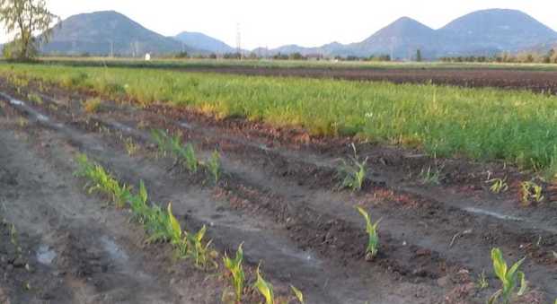 Un campo seminato devastato dai cinghiali sui Colli Euganei