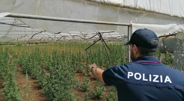 Piantagione di marijuana scoperta dalla polizia tra Aprilia e Lanuvio