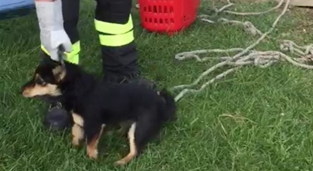 Cuccioli di cane finiscono in una cavità profonda 7 metri, salvati dai vigili del fuoco