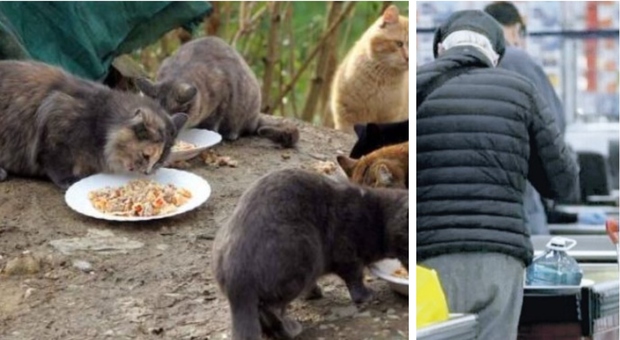 Lecce, anziano ruba cibo per i gatti randagi: arrivano i carabinieri e pagano il conto