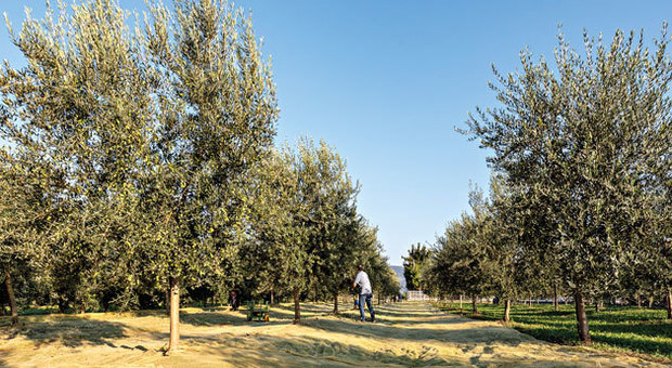 Maser, 200mila tonnellate di olive, vuole diventare "Città dell'olio"