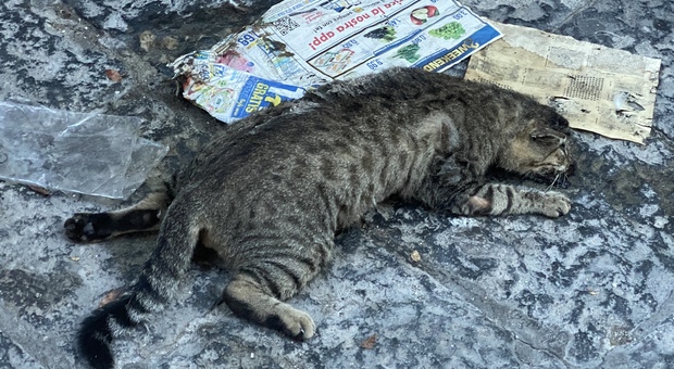 Cadavere di gatto non rimosso: quartiere in ostaggio per la puzza nel Napoletano