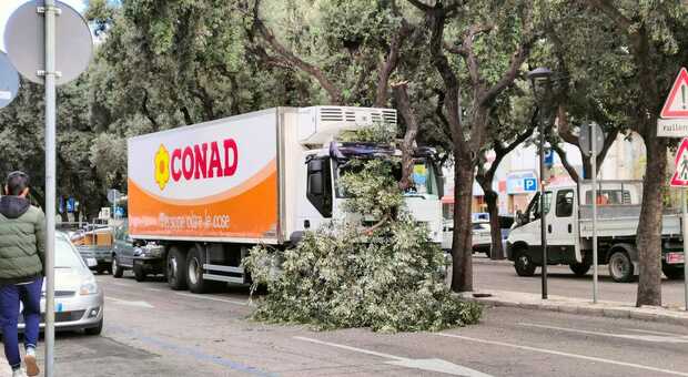 Ramo pesante sfonda il parabrezza del camion: paura in centro a Lecce, cede un albero del viale
