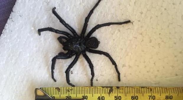 Trova questo ragno sotto il letto e scopre che è tra i più velenosi al mondo