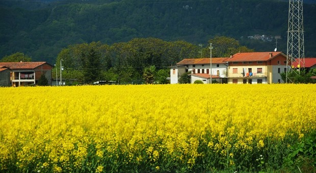 I campi di colza in Friuli, a Meduno, in provincia di Pordenone