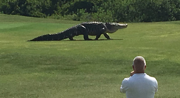L'alligatore gigante attraversa il campo da golf di Buffalo Creek in Florida (foto Golf.com - Charlie Helms)