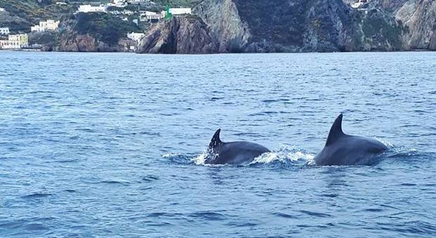 Delfini danzano a poche centinaia di metri dal porto, spettacolo a Ponza