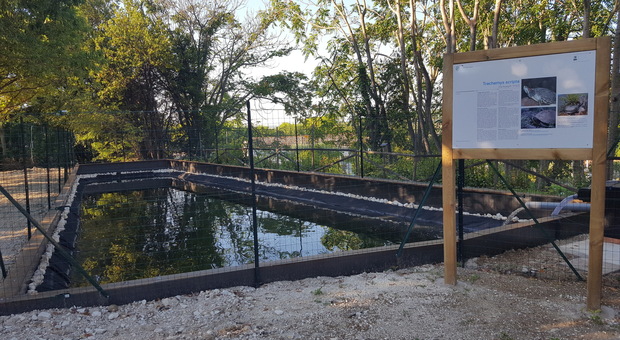 Al parco del Conero arriva la vasca per il recupero delle tartarughe "esotiche"