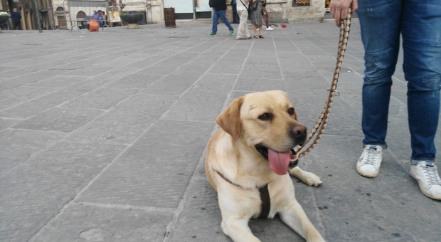 Picchiano selvaggiamente il cane per razziare soldi e gioielli: ladri in fuga