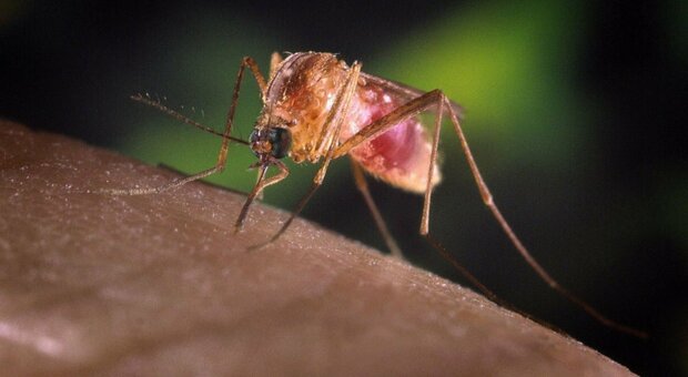 Virus del Nilo, l'allarme zanzare in Italia. L'Ecdc: è il primo Paese per numero di casi