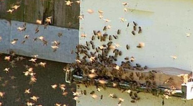 Potenza Picena, aggredita da uno sciame d'api donna salvata in extremis