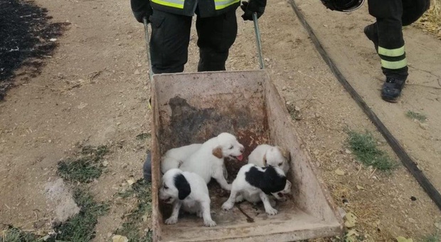 Incendio a Roma, le fiamme avvolgono i capannoni: venti cuccioli salvati dai vigili del fuoco