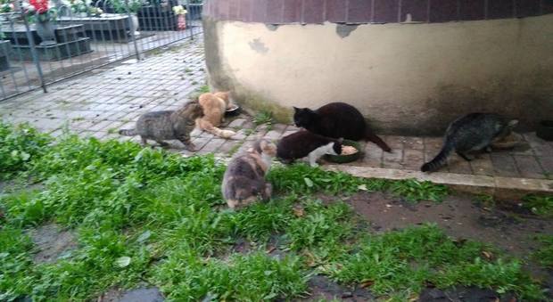 Si moltiplicano e rischiano di morire di fame: S.O.S. per i gatti del cimitero di Torre del Greco